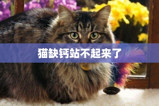 貓缺鈣站不起來了