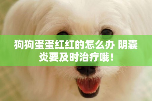 狗狗蛋蛋紅紅的怎么辦 陰囊炎要及時治療哦！