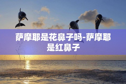 薩摩耶是花鼻子嗎-薩摩耶是紅鼻子