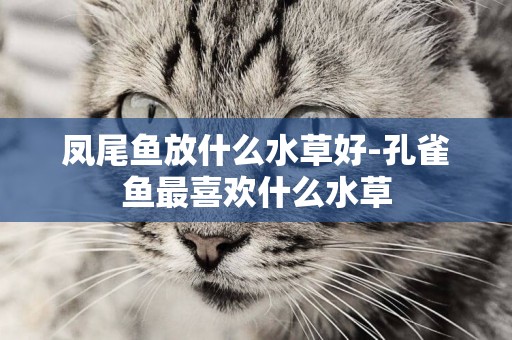 鳳尾魚放什么水草好-孔雀魚最喜歡什么水草