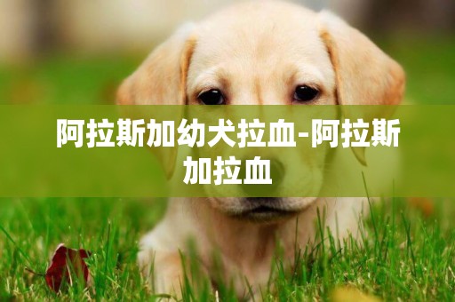 阿拉斯加幼犬拉血-阿拉斯加拉血