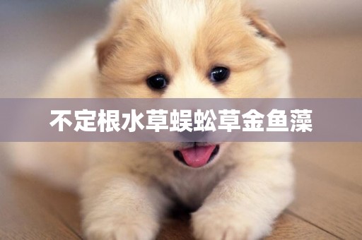 不定根水草蜈蚣草金魚藻