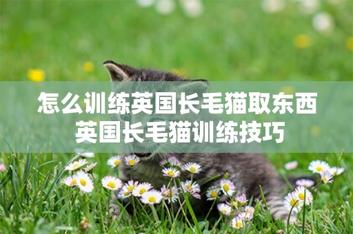 怎么訓練英國長毛貓取東西 英國長毛貓訓練技巧