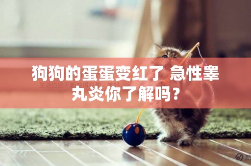 狗狗的蛋蛋變紅了 急性睪丸炎你了解嗎？