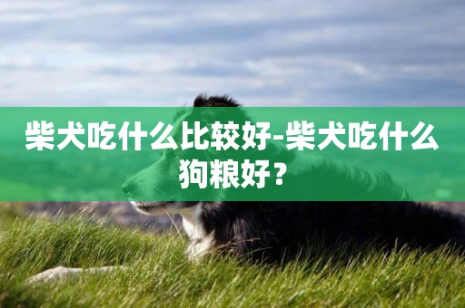 柴犬吃什么比較好-柴犬吃什么狗糧好？