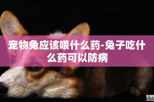 寵物兔應該喂什么藥-兔子吃什么藥可以防病