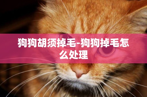 狗狗胡須掉毛-狗狗掉毛怎么處理