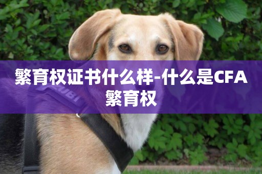 繁育權證書什么樣-什么是CFA繁育權