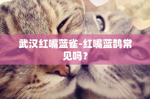 武漢紅嘴藍雀-紅嘴藍鵲常見嗎？