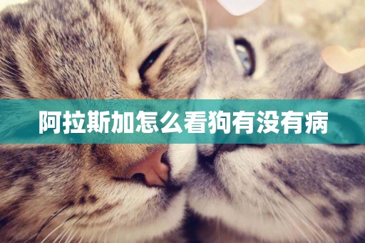 阿拉斯加怎么看狗有沒有病
