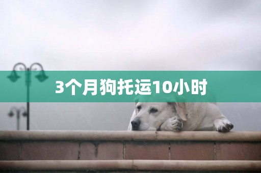 3個月狗托運10小時