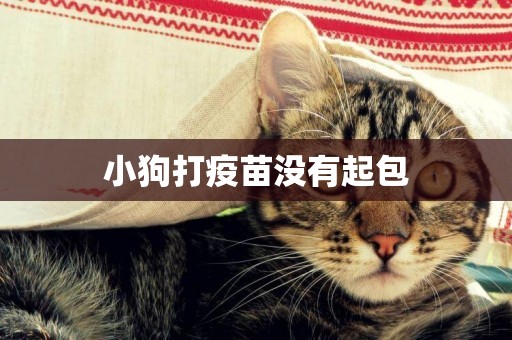 小狗打疫苗沒有起包