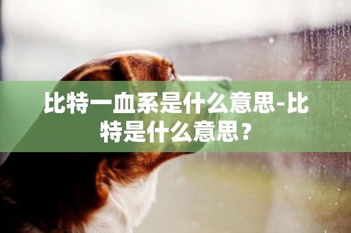 比特一血系是什么意思-比特是什么意思？