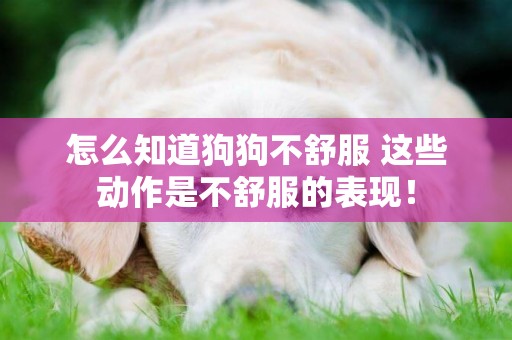 怎么知道狗狗不舒服 這些動作是不舒服的表現！