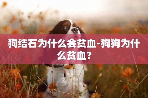 狗結石為什么會貧血-狗狗為什么貧血？