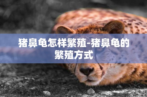 豬鼻龜怎樣繁殖-豬鼻龜的繁殖方式