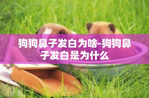 狗狗鼻子發白為啥-狗狗鼻子發白是為什么