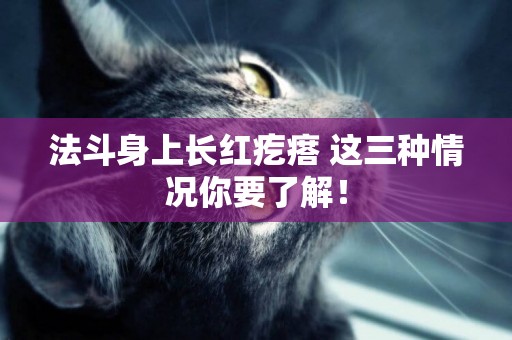 法斗身上長紅疙瘩 這三種情況你要了解！