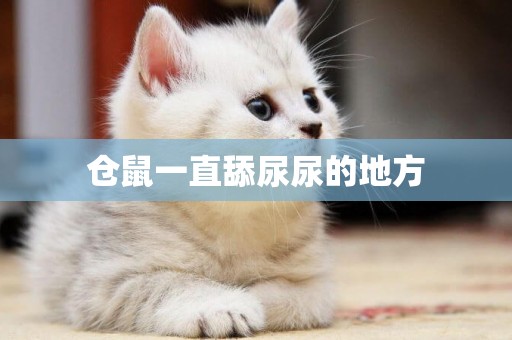 倉鼠一直舔尿尿的地方