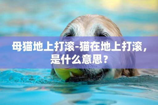 母貓地上打滾-貓在地上打滾，是什么意思？