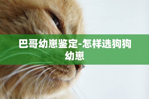 巴哥幼崽鑒定-怎樣選狗狗幼崽