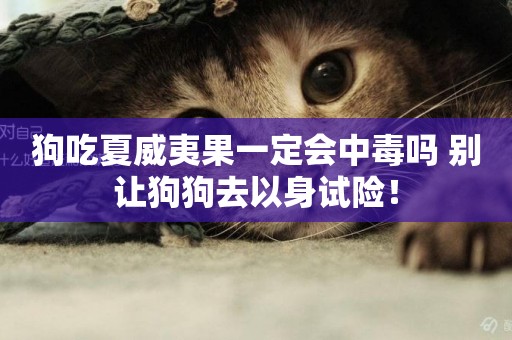 狗吃夏威夷果一定會中毒嗎 別讓狗狗去以身試險！