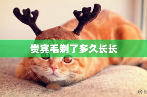 貴賓毛剃了多久長長