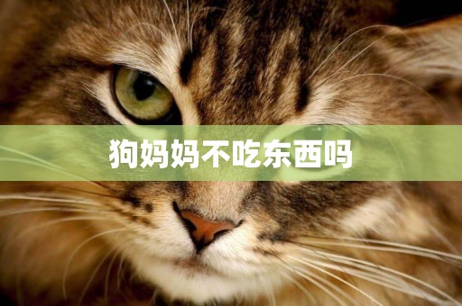 狗媽媽不吃東西嗎