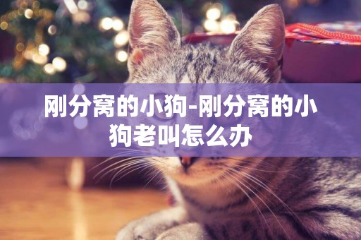 剛分窩的小狗-剛分窩的小狗老叫怎么辦