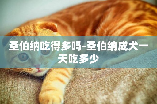 圣伯納吃得多嗎-圣伯納成犬一天吃多少