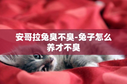 安哥拉兔臭不臭-兔子怎么養才不臭