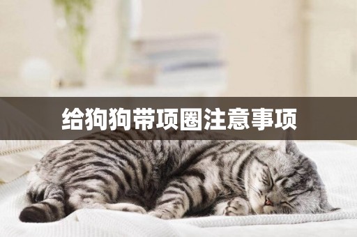 給狗狗帶項圈注意事項
