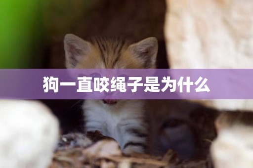 狗一直咬繩子是為什么