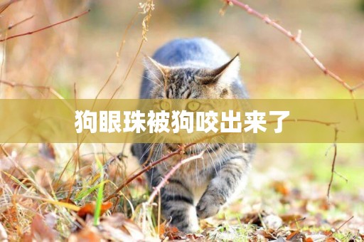 狗眼珠被狗咬出來了
