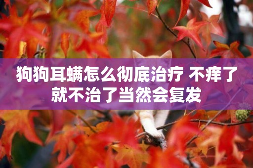狗狗耳螨怎么徹底治療 不癢了就不治了當然會復發