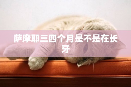 薩摩耶三四個月是不是在長牙
