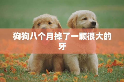 狗狗八個月掉了一顆很大的牙