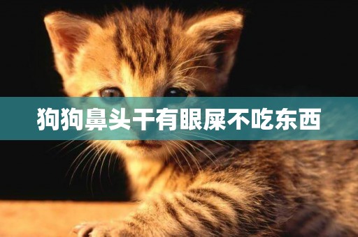 狗狗鼻頭干有眼屎不吃東西