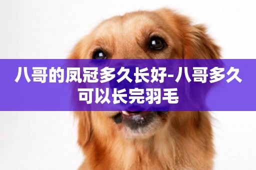 八哥的鳳冠多久長好-八哥多久可以長完羽毛