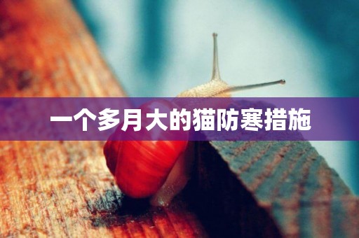 一個多月大的貓防寒措施