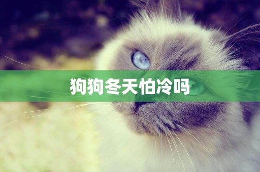 狗狗冬天怕冷嗎