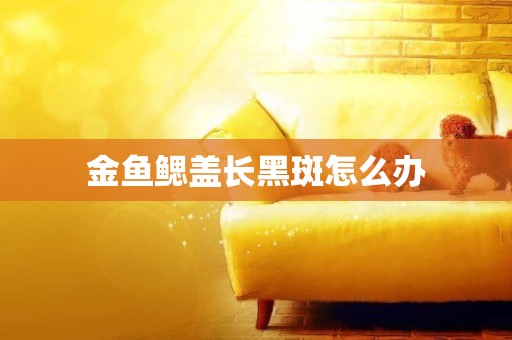 金魚鰓蓋長黑斑怎么辦