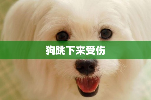 狗跳下來受傷