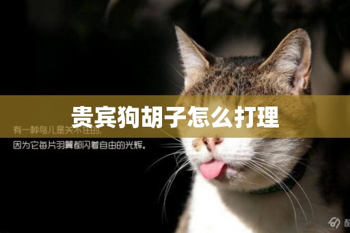 貴賓狗胡子怎么打理