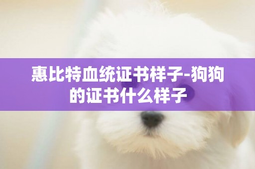 惠比特血統證書樣子-狗狗的證書什么樣子