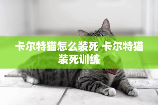 卡爾特貓怎么裝死 卡爾特貓裝死訓練