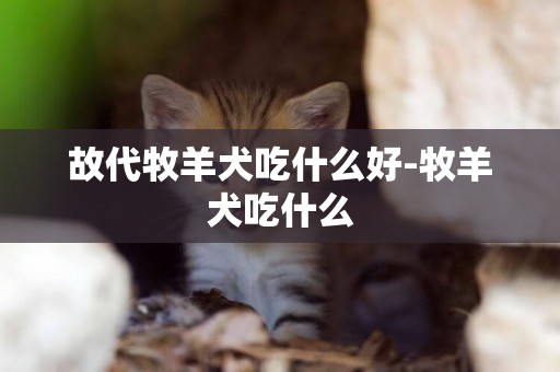 故代牧羊犬吃什么好-牧羊犬吃什么
