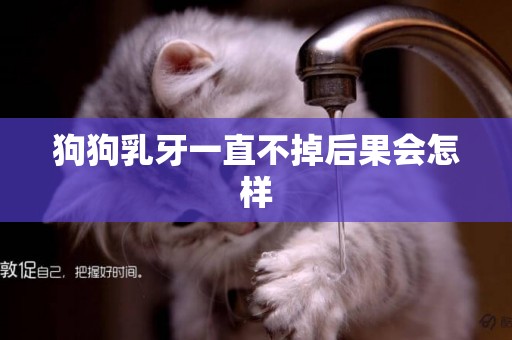 狗狗乳牙一直不掉后果會怎樣