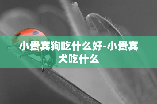 小貴賓狗吃什么好-小貴賓犬吃什么