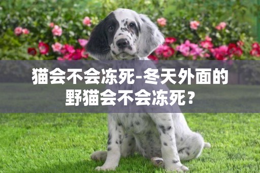 貓會不會凍死-冬天外面的野貓會不會凍死？